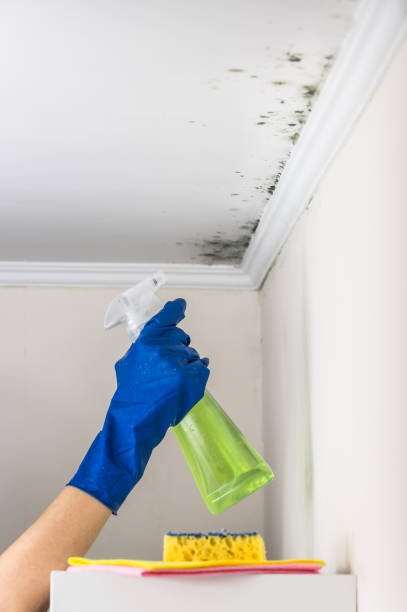 Mold Testing and Removal in Wabasso, FL